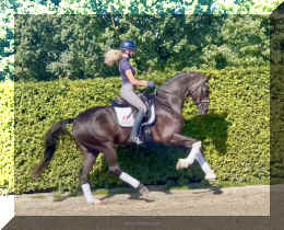 Bon Excellent HW canter3.jpeg (797943 bytes)