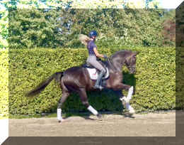 Bon Excellent HW canter4.jpeg (1021944 bytes)