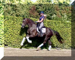 Bon Excellent HW canter5.jpeg (731736 bytes)
