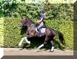 Bon Excellent HW canter6.jpeg (832696 bytes)