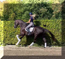 Bon Excellent HW canter7.jpeg (856765 bytes)