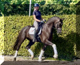 Bon Excellent HW trot4.jpeg (1415686 bytes)
