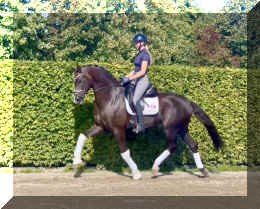 Bon Excellent HW trot8.jpeg (799540 bytes)