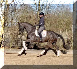 John Jameson HW canter3.jpeg (708115 bytes)