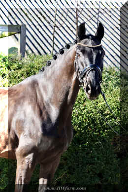 John Jameson HW head4.jpeg (4733703 bytes)