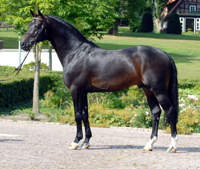 HW Farm proudly presents some information about Stallion Contendro