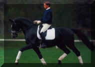 Dressage Royal _trot1.jpg (37900 bytes)