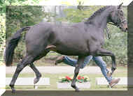 stallion-rosandro-02.jpg (69759 bytes)