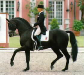 Rubinstein Grand Prix Dressage Stallion
