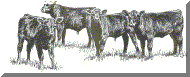 calves.gif (34089 bytes)