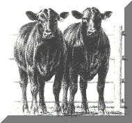 two_calves_at_fence.gif (61314 bytes)