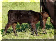 baby bull one month old.JPG (1357669 bytes)