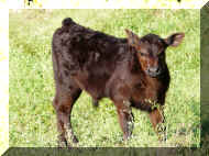 our Baby Bull.JPG (1266710 bytes)