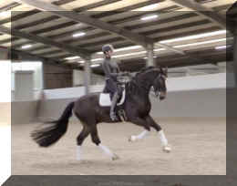 Quintano HW new canter1.jpeg (225366 bytes)